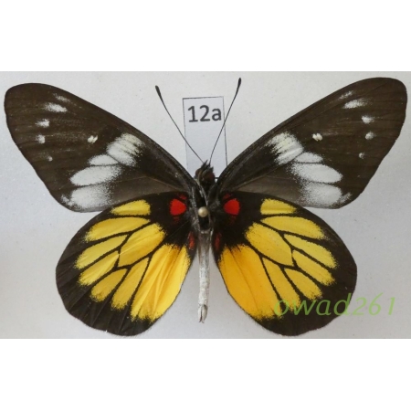 Delias pasithoe egialea (Cramer, 1777) Indonesia, Java12a